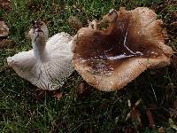 Russula cerolens image