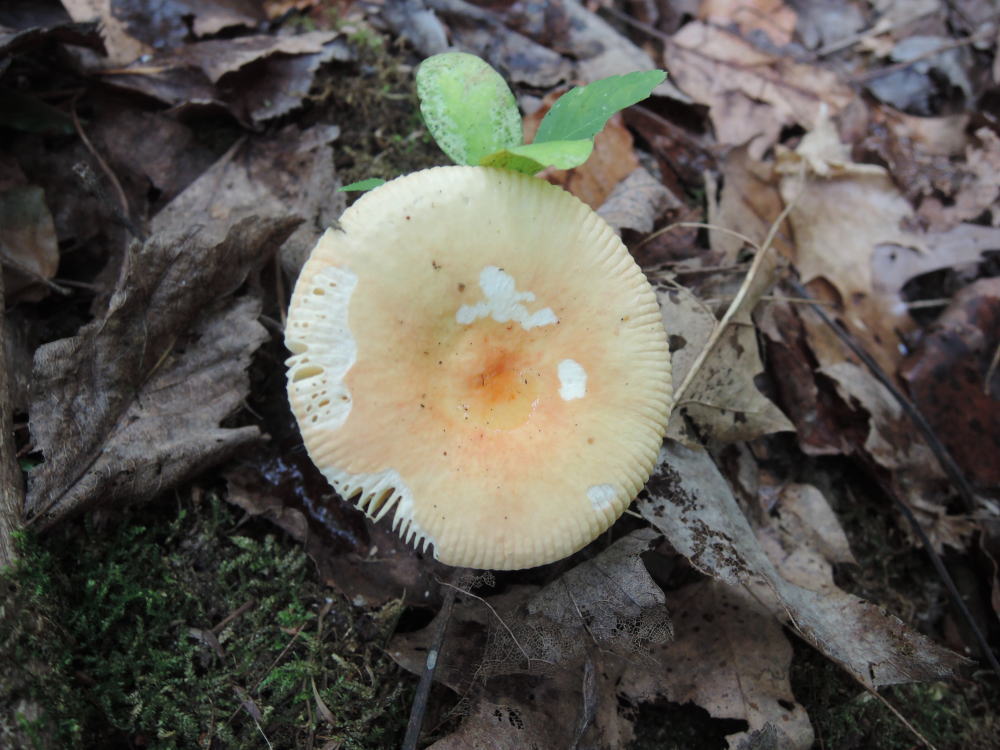 Russula betuletorum image