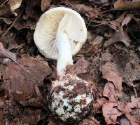 Amanita brunnescens image