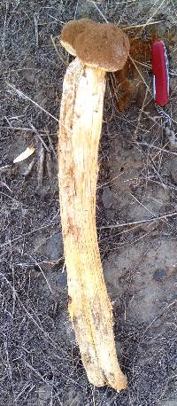 Battarrea phalloides image