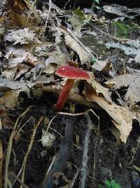 Gyroporus purpurinus image