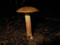 Aureoboletus auriporus image