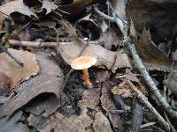 Lactarius subserifluus image