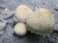 Psathyrella echiniceps image