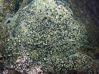 Buellia halonia image