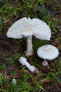 Amanita canescens image