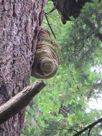 Fomitopsis officinalis image