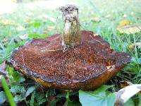 Suillus brevipes image