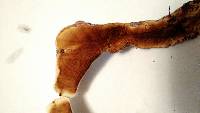 Ganoderma curtisii image