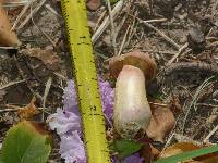 Boletus patrioticus image