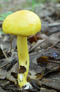 Boletus curtisii image