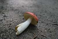 Russula silvicola image