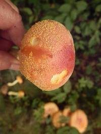 Amanita wellsii image