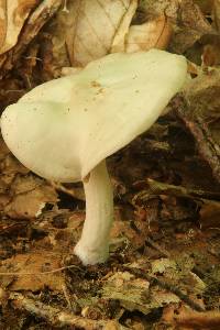 Entoloma bicolor image