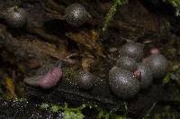 Lycogala epidendrum image
