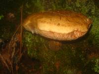 Tylopilus felleus image