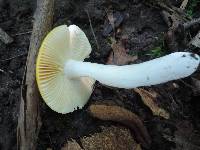 Russula claroflava image