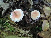 Russula betularum image