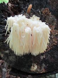 Hericium americanum image