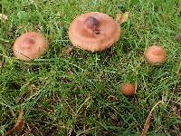 Cortinarius hinnuleus image