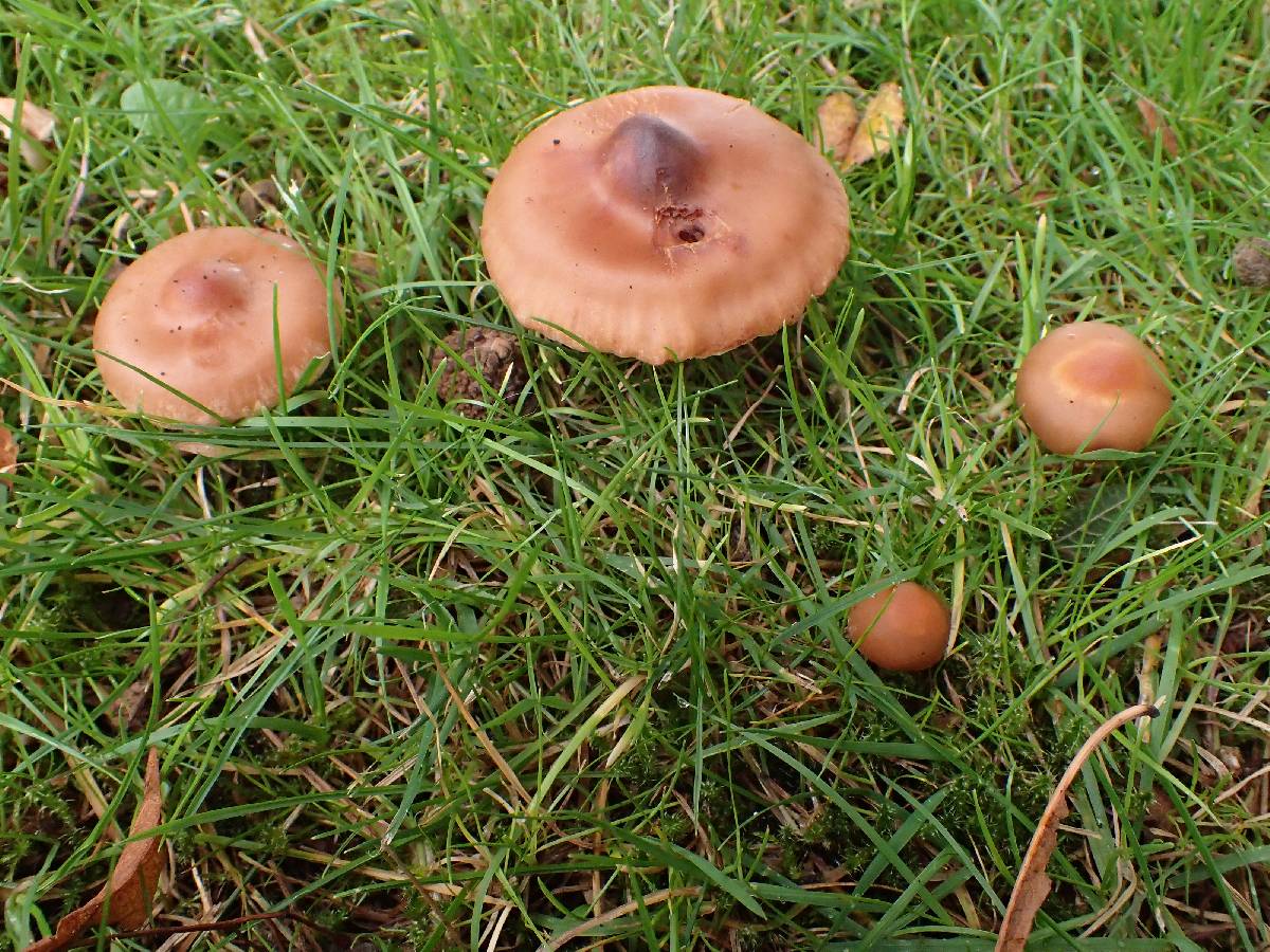 Cortinarius hinnuleus image