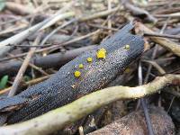 Dacrymyces stillatus image