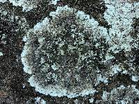 Lepraria cryophila image