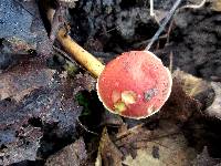 Boletus campestris image