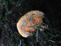 Pycnoporellus fulgens image