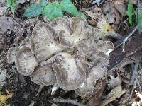 Grifola frondosa image