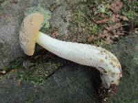 Boletus pallidus image