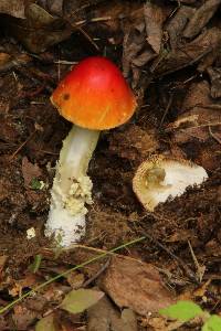 Amanita parcivolvata image