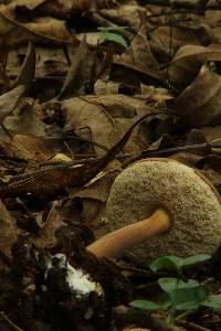 Austroboletus gracilis image