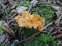 Craterellus lutescens image