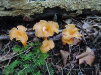 Craterellus lutescens image