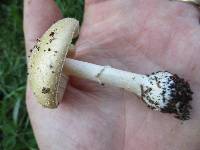 Amanita crenulata image