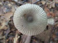 Amanita sect. Vaginatae image