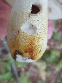 Russula ballouii image