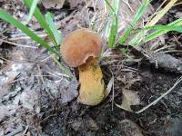 Boletus luridus var. luridus image