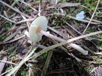 Lepiota cristata image