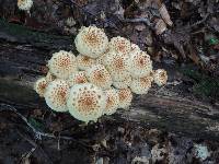 Pholiota squarrosoides image