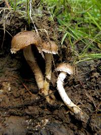 Pholiota terrestris image