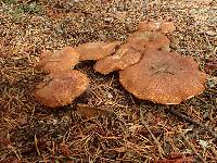 Suillus lakei var. pseudopictus image