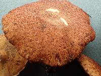 Suillus lakei image