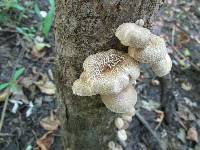 Lentinus tigrinus image