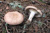 Lactarius vinaceorufescens image