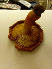 Lactarius peckii image