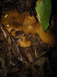 Boletinellus merulioides image