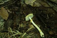 Amanita elongata image