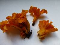 Craterellus odoratus image